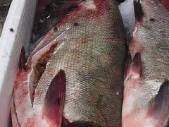 بالصور |  إتلاف 250 كغم سمك فاسد في نابلس