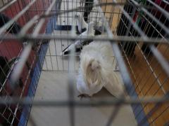 حَمَام في غزة 'أغلى من العرايس' وأعز من الأولاد!