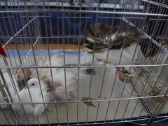 حَمَام في غزة 'أغلى من العرايس' وأعز من الأولاد!