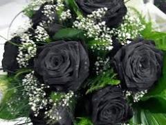 ورود سوداء حقيقية!