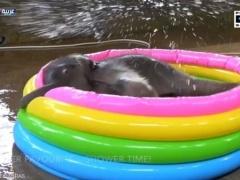 حديقة حيوان ليلية تحتفل بالفيل المدلل