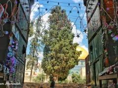 صور.. انتهاء الاستعدادات في الاقصى لاستقبال الوافدين والمصلين