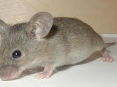 صور| أبشع طرق الإعدام.. الموت بالعسل وسحق الفيلة ومزرعة الخيزران!