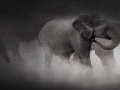 صور| أبشع طرق الإعدام.. الموت بالعسل وسحق الفيلة ومزرعة الخيزران!