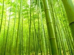 صور| أبشع طرق الإعدام.. الموت بالعسل وسحق الفيلة ومزرعة الخيزران!