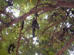 الخروب.. لصحة سليمة وقوية