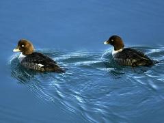 اكتشاف سلالة مدمرة من إنفلونزا الطيور في أميركا