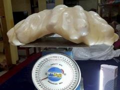 عثر على أكبر لؤلؤة بالعالم.. واستخدمها بطريقة لا تُصدق