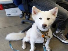 مسن صيين يتبرع بثروة تقدر ب12 ألف دولار لكلبه!