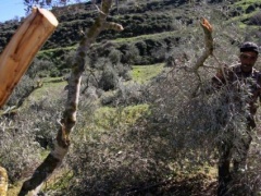 الاحتلال يدمّر عشرات الاشجار ويجرف الاراضي جنوب طولكرم