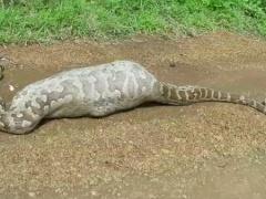 بالفيديو - ظبي يقتل ثعباناً ضخماً وهو داخل معدته