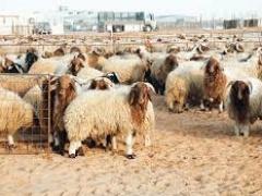 الأضحية: حكمها، أوصافها، سنها، وقتها