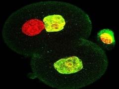 اكتشاف صادم.. العلماء يتوصلون لإنجاب الأطفال من دون نساء