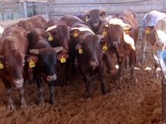 الأضحية: حكمها، أوصافها، سنها، وقتها