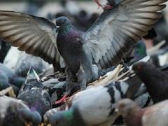 علماء: الحمام قادر على تمييز الكلمات