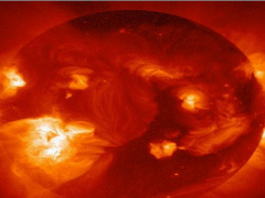 علماء: الحمام قادر على تمييز الكلمات