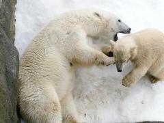 علماء روس تحت حصار الدببة قرب القطب الشمالي