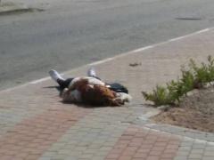 شهيدة برصاص الاحتلال جنوب نابلس بحجة الطعن