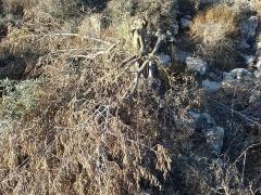 بالصور| مستوطنون يقطعون 20 شجرة زيتون في نحالين