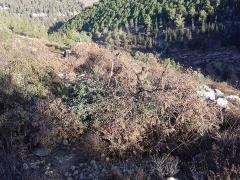 بالصور| مستوطنون يقطعون 20 شجرة زيتون في نحالين