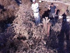 بالصور| مستوطنون يقطعون 20 شجرة زيتون في نحالين