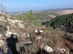 بالصور| مستوطنون يقطعون 20 شجرة زيتون في نحالين