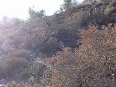 بالصور| مستوطنون يقطعون 20 شجرة زيتون في نحالين