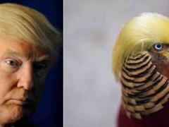 صور- الطائر الرئيس.. عصفور يشبه ترامب يكسب شهرة واسعة في الصين