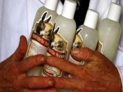 10 معلومات لا تعرفها عن لبن الحمير