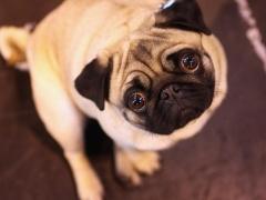 الحيوانات الأليفة.. علاج للصحة العقيلة