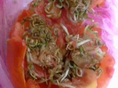 بالصور | على ماذا عثر مواطن من بيت ساحور داخل حبة بندورة