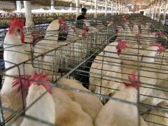 ألمانيا تتخلص من طيور داجنة بسبب إنفلونزا الطيور