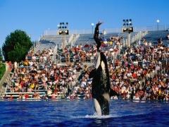 شاهد- الأول خارج أمريكا.. أبوظبي تفتتح مُتنزهاً مائياً من سلسلة SeaWorld