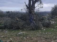 الاحتلال يقطع مئات اشجار الزيتون لفتح شارع استيطاني جديد شرق قلقيلية