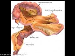 بالصور.. علماء يكتشفون عضوا جديدا في جسم الإنسان
