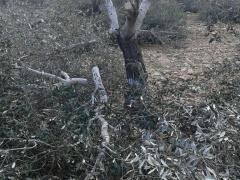 الاحتلال يقطع مئات اشجار الزيتون لفتح شارع استيطاني جديد شرق قلقيلية