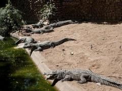 مقتل مرشد سياحي بمزرعة تماسيح