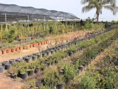 قلقيلية: وكيل وزارة الإعلام ينظم جولة تضامنية في المناطق المعزولة خلف الجدار