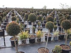 قلقيلية: وكيل وزارة الإعلام ينظم جولة تضامنية في المناطق المعزولة خلف الجدار