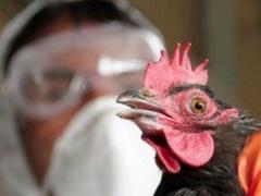 وفاة أول حالة إصابة بإنفلونزا الطيور في 2017 في مصر