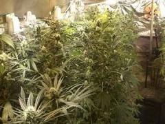 بالصور- ضبط مستنبت مخدرات داخل بئر ماء جنوب الخليل