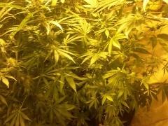 بالصور- ضبط مستنبت مخدرات داخل بئر ماء جنوب الخليل