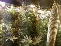 بالصور- ضبط مستنبت مخدرات داخل بئر ماء جنوب الخليل