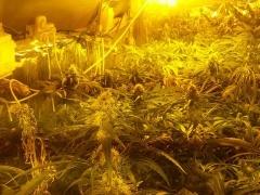 بالصور- ضبط مستنبت مخدرات داخل بئر ماء جنوب الخليل