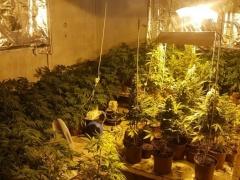 بالصور - شرطة المكافحة تضبط مستنبت مخدرات في بيت امر