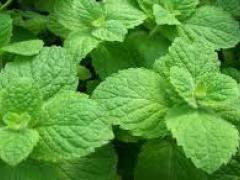 10 من فوائد النعناع وما أكثرها!