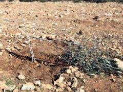 مستوطنون يقتلعون عشرات أشتال الزيتون من أراضي بورين وحوارة