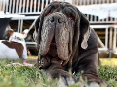 بالصور- هذه هي الكلبة الابشع !