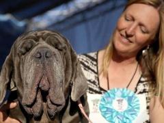 بالصور- هذه هي الكلبة الابشع !