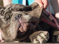 بالصور- هذه هي الكلبة الابشع !